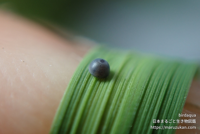 イチモンジセセリ