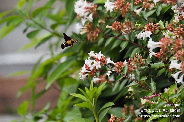 ヒメクロホウジャク