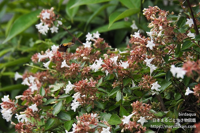 ヒメクロホウジャク
