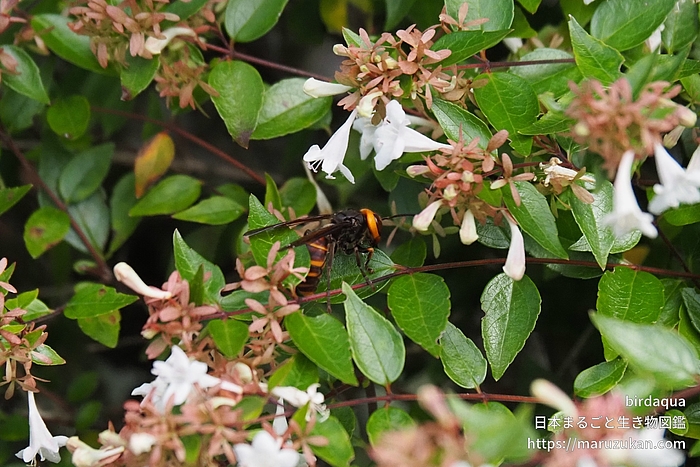 コガタスズメバチ