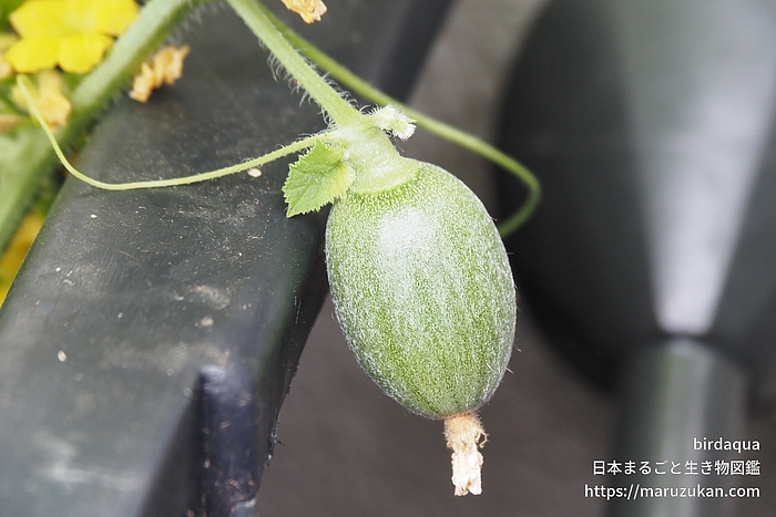 メロン