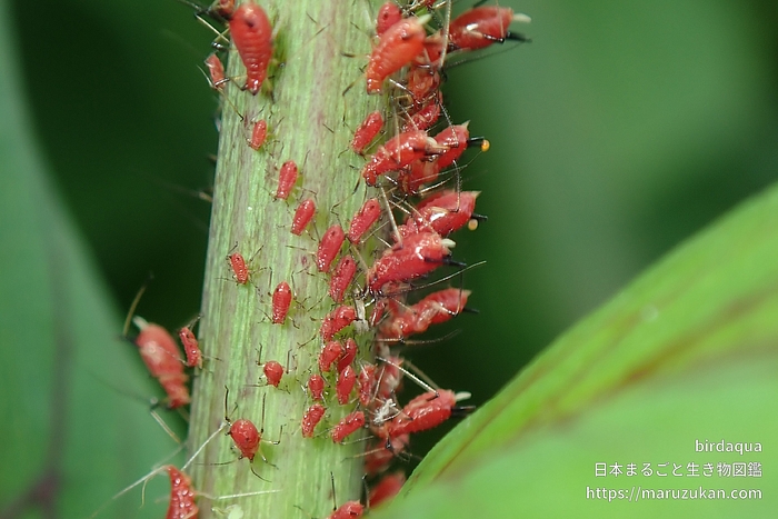 セイタカアワダチソウヒゲナガアブラムシ