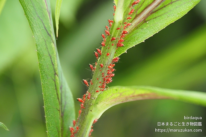 セイタカアワダチソウヒゲナガアブラムシ