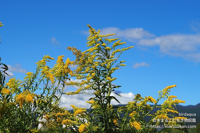 セイタカアワダチソウ