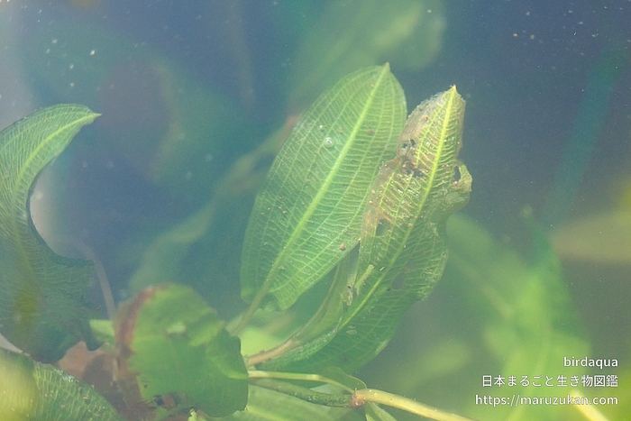 ササバモ