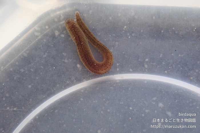シマイシビル