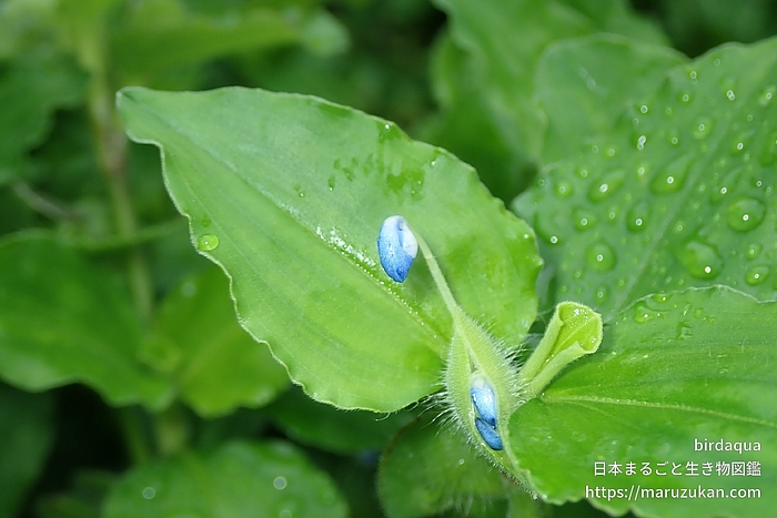 マルバツユクサ