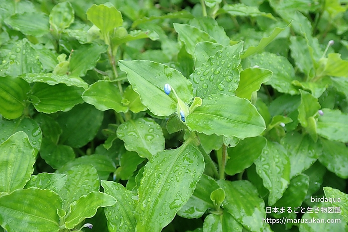 マルバツユクサ