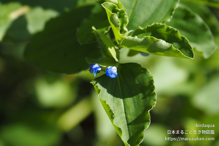 マルバツユクサ