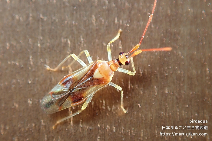 クスベニヒラタカスミカメ