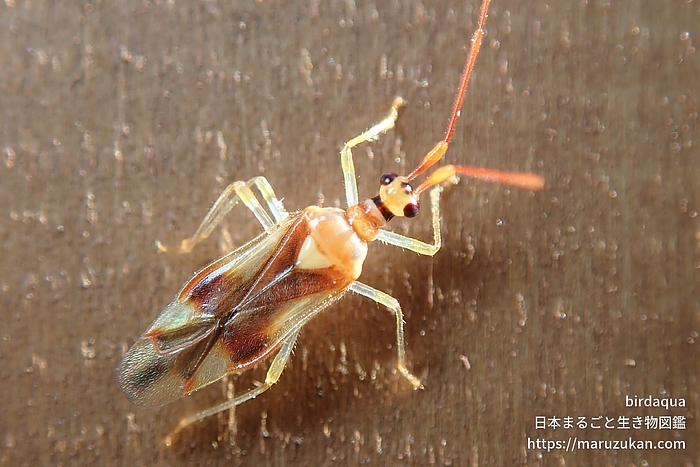 クスベニヒラタカスミカメ