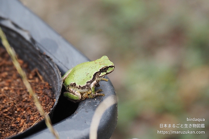 ニホンアマガエル