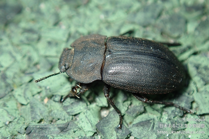 コスナゴミムシダマシ