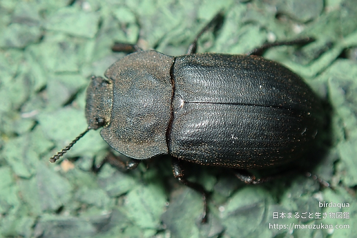 コスナゴミムシダマシ