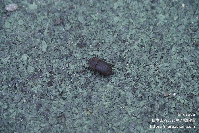 コスナゴミムシダマシ