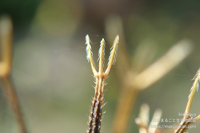 コセンダングサ