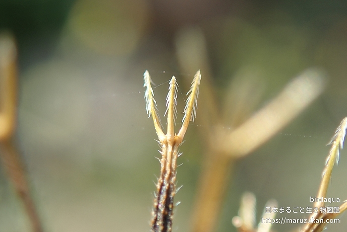 コセンダングサ