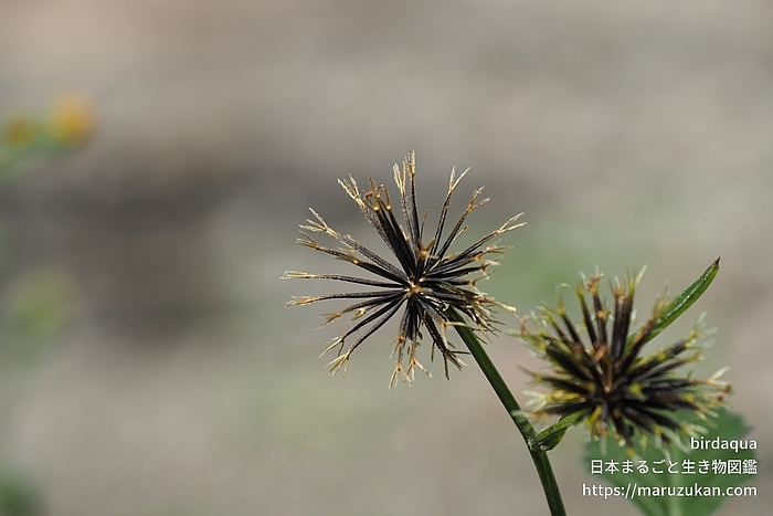 コセンダングサ