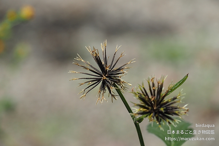 コセンダングサ
