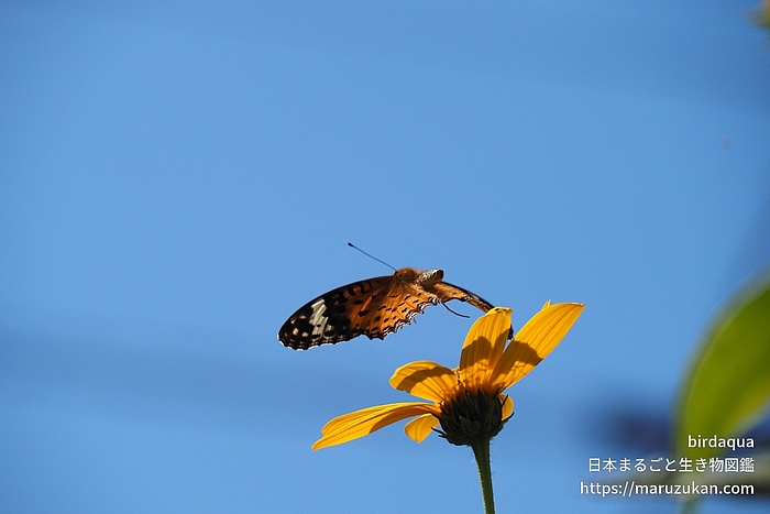 ツマグロヒョウモン