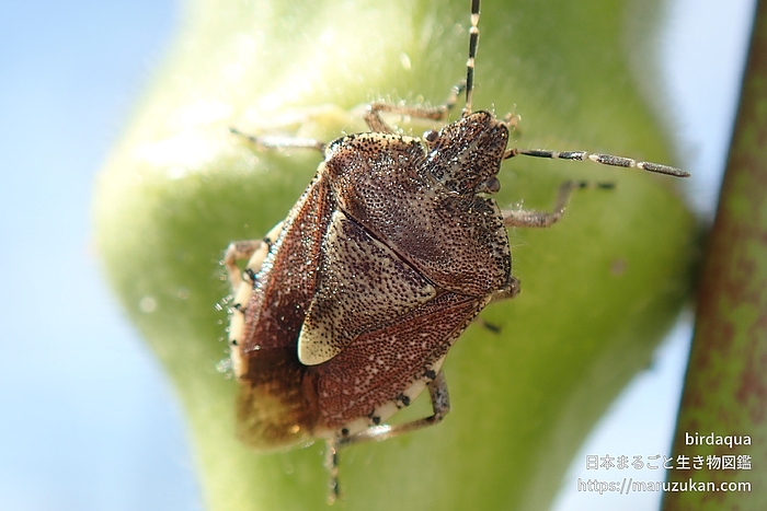 ブチヒゲカメムシ