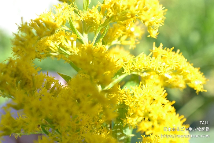 セイタカアワダチソウ