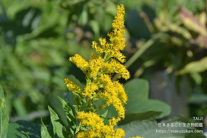 セイタカアワダチソウ