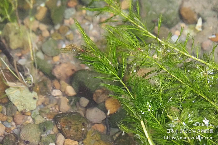 ホザキノフサモの写真