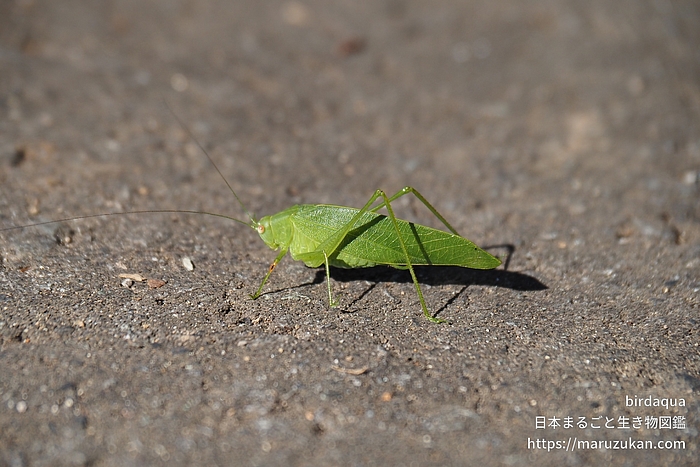 ヒメクダマキモドキ