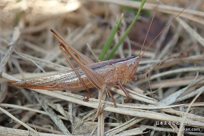 ホシササキリ