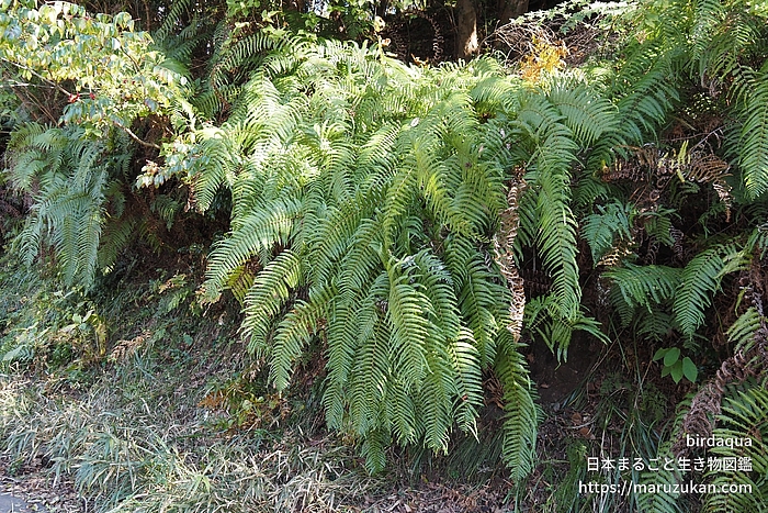 ウラジロ