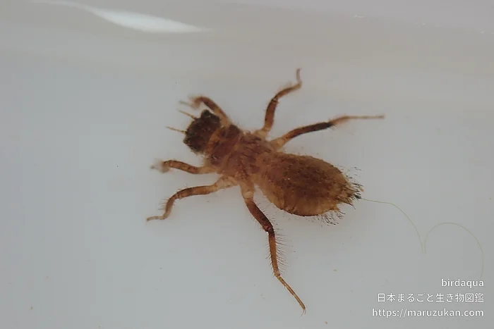 シオカラトンボ（幼虫）の写真