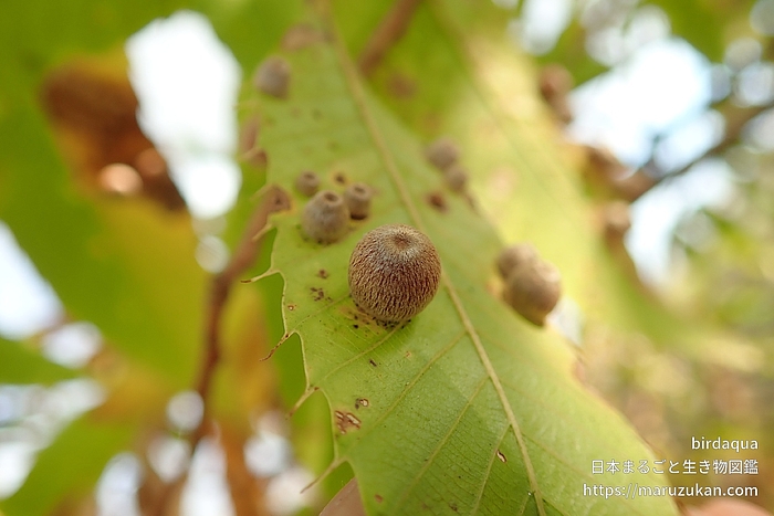 クヌギハケタマバチ