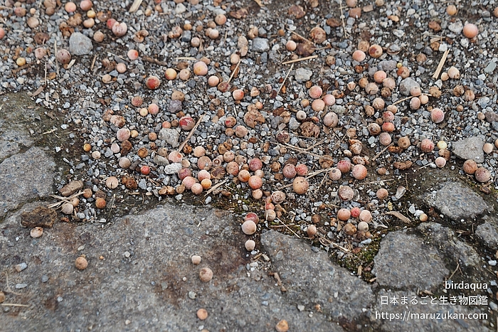 クヌギハケタマバチ