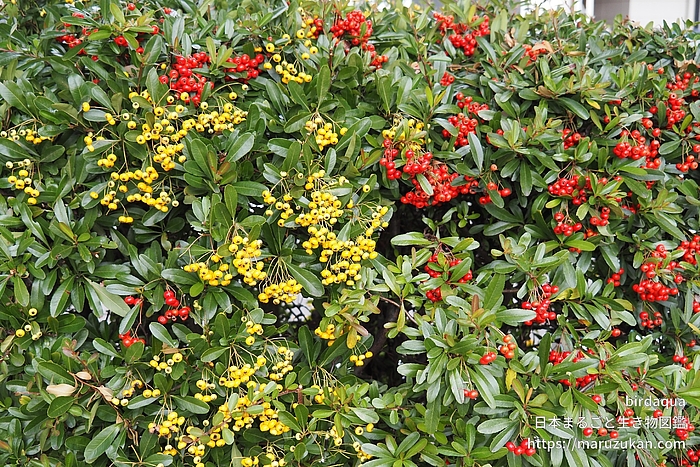 タチバナモドキ