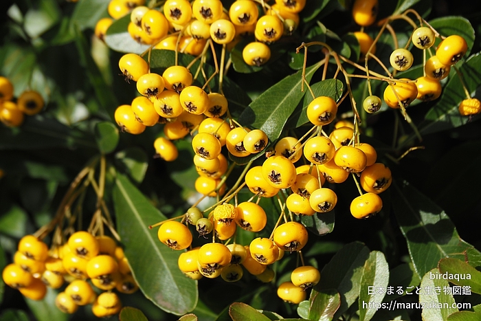 タチバナモドキ