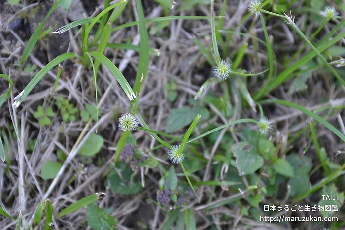 ヒメクグ