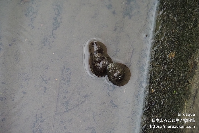 ヒメタニシ