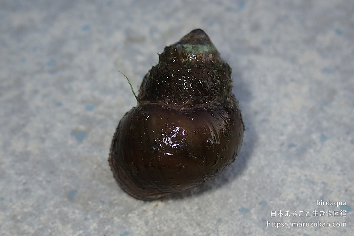 ヒメタニシ