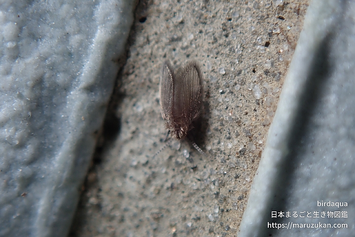チョウバエ科の一種