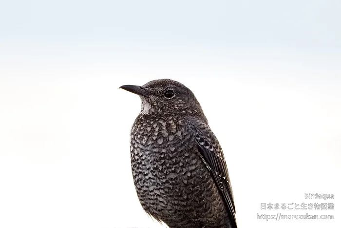 イソヒヨドリの写真
