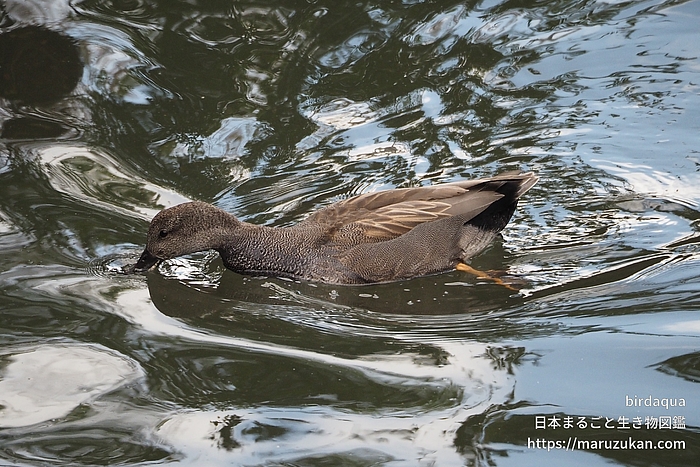 オカヨシガモ