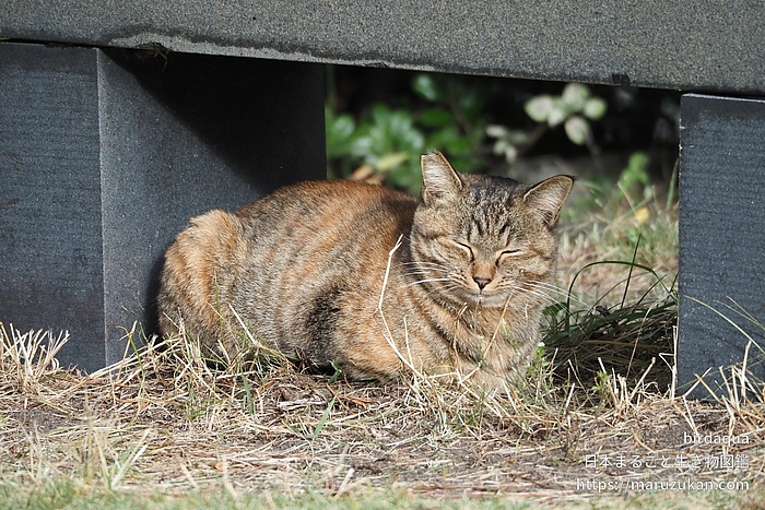 イエネコ