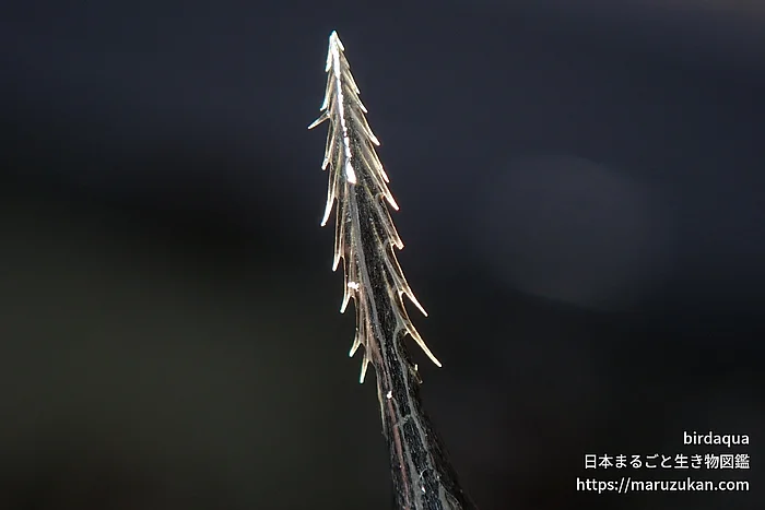 ヒシ（実・種子）の写真