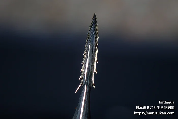 ヒシ（実・種子）の写真