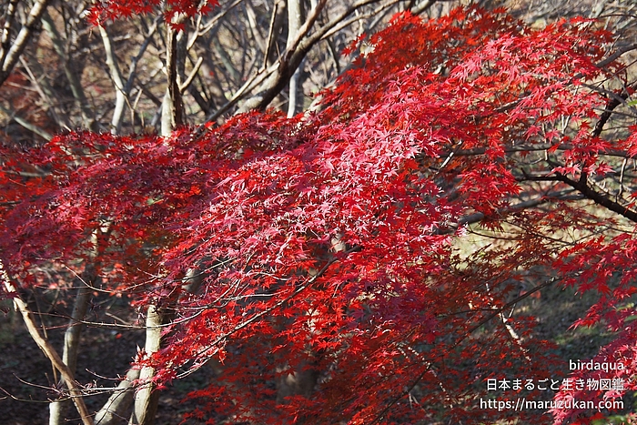 イロハモミジ