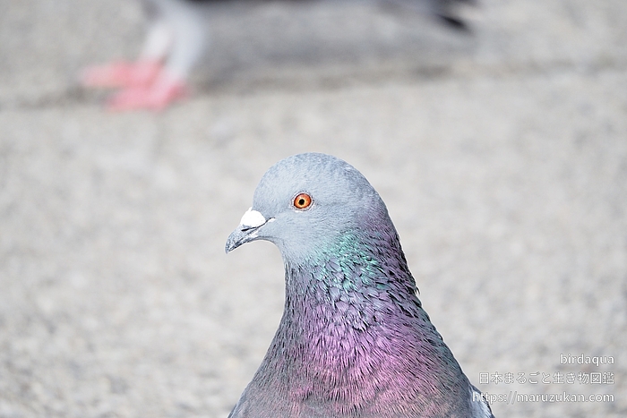 カワラバト