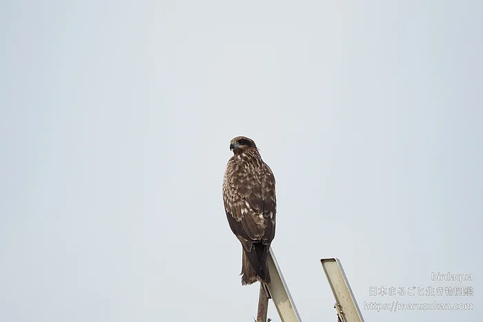 トビの写真