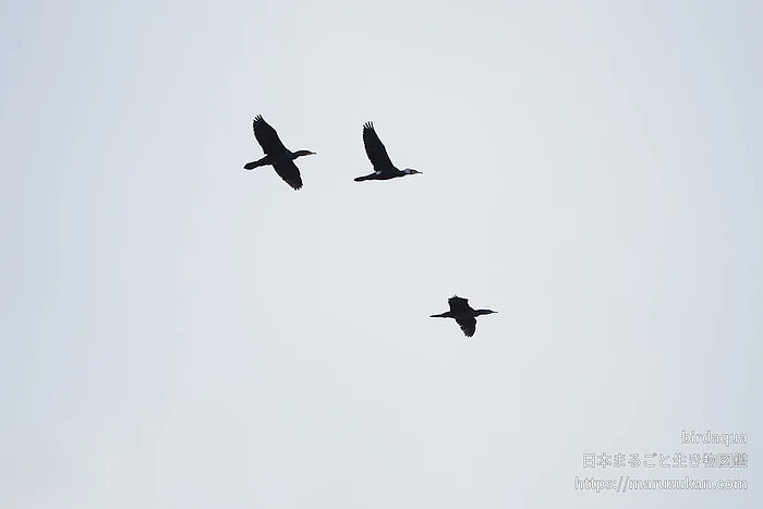 カワウの写真