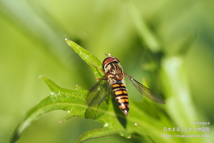 ホソヒラタアブ